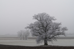 Mehr als 200 Winter hat dieser Einzelbaum schon erlebt und steht heute als Naturdenkmal in der Flur unweit östlich von Binzwangen